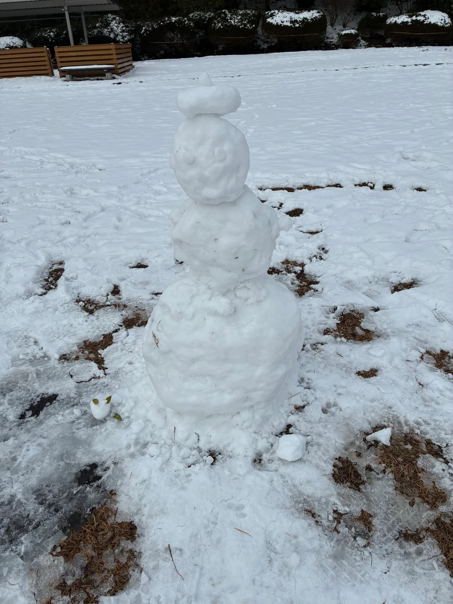 秋田犬ふれあい処in千秋公園